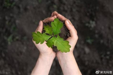 植物的功用|植物对人类的重要性是什么？